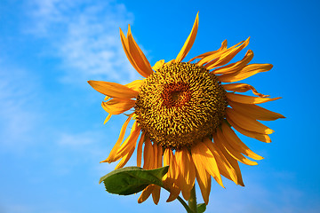 Image showing sunflower