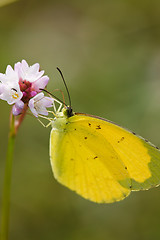 Image showing butterfly