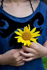 Image showing sunflower