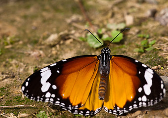 Image showing butterfly