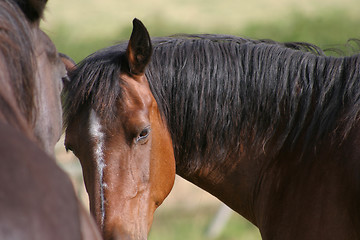 Image showing Welsh Cob pony - candid portrait