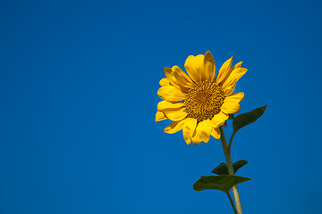 Image showing sunflower