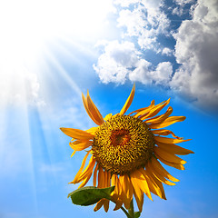 Image showing sunflower