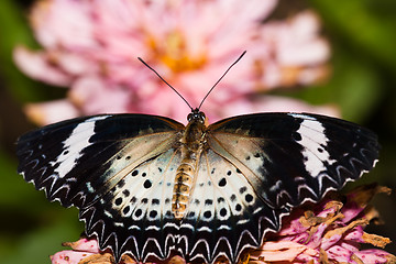 Image showing butterfly