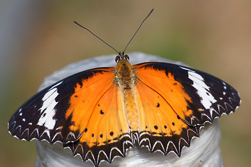 Image showing butterfly