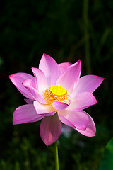 Image showing water lily