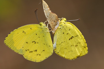 Image showing butterfly