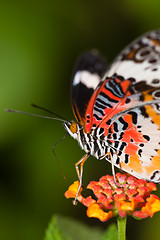 Image showing butterfly