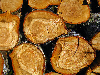 Image showing Texture of cut tree stumps background 