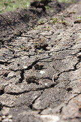 Image showing Drought. Çàñóõà