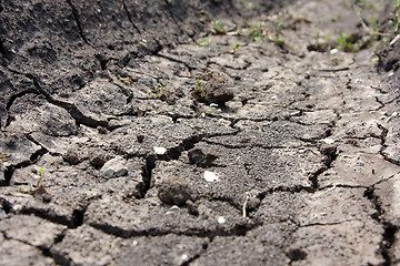 Image showing Drought. Çàñóõà