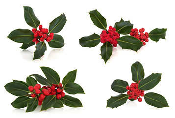 Image showing Holly Leaf and Berry Sprigs