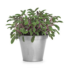 Image showing Sage Herb Plant