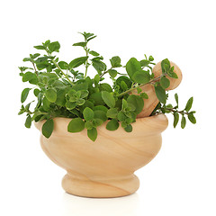 Image showing Oregano Herb Leaves