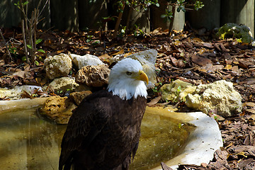 Image showing Bald Eagle