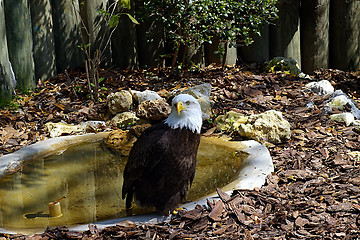 Image showing Bald eagle