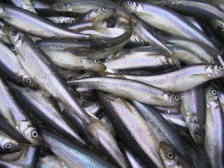 Image showing Fish