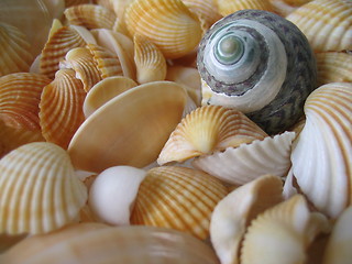 Image showing Shells