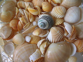 Image showing Shells