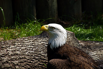 Image showing Bald Eagle