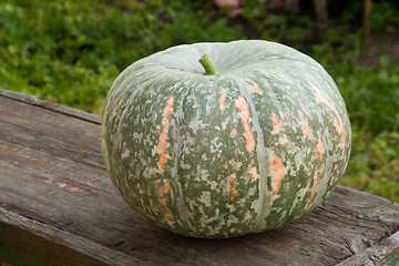 Image showing Pumpkin on board