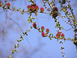 Image showing Spring branch of a larch
