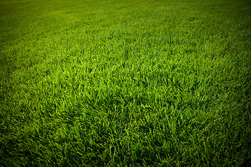 Image showing grass