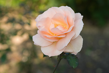 Image showing Tea-rose