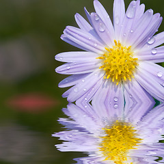 Image showing daisy