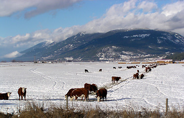 Image showing winter feeding of cattle