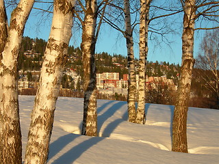 Image showing Birch