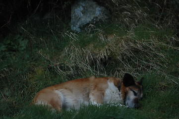 Image showing sleeping dog