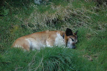 Image showing sleeping dog