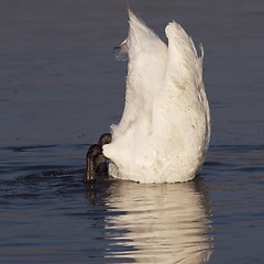 Image showing Icy Swan 2