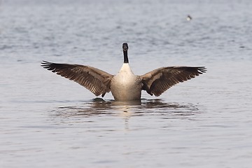 Image showing Canadian goose with widened wings