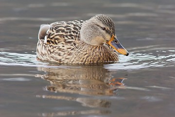 Image showing Mallard