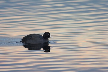 Image showing Eurasion coot in the evening