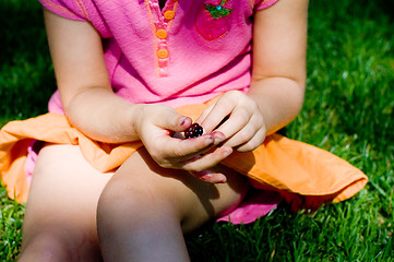 Image showing Berry picking