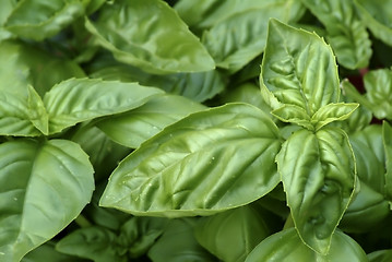 Image showing Leaves of the herb Basil, showing various stages of growth