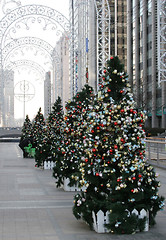 Image showing Christmas trees