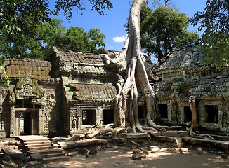 Image showing A silk-cotton tree consumes the ancient ruins of Ta Prohm, Cambodia