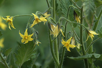 Image showing Truss of tomato flowers