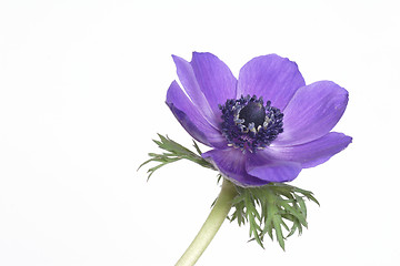 Image showing Blue anemone