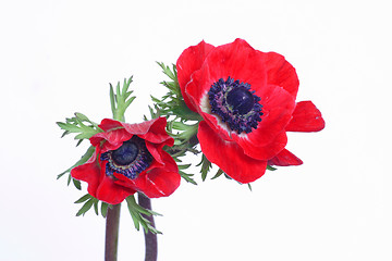 Image showing Two red anemones