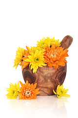 Image showing Chrysanthemum Flowers
