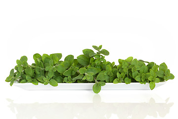 Image showing  Oregano Herb Leaves