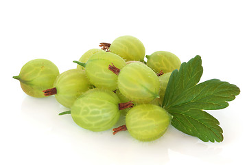 Image showing Gooseberries