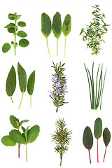 Image showing Herb Leaf Selection