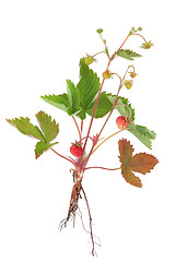Image showing Wild Strawberry Plant
