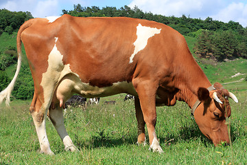 Image showing Cow 